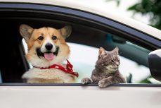 Come trasportare in auto il proprio animale domestico in maniera sicura?